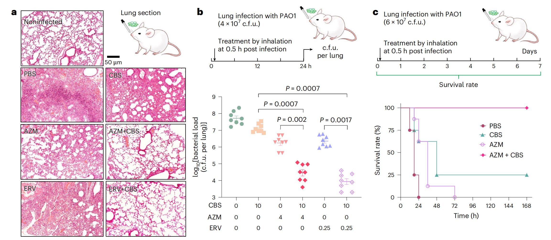 Figure 1. The combination of bismuth (Bi3+) and different types of antibiotics shows powerful synergistic antibacterial activity on Pseudomonas aeruginosa. Image adapted from the journal paper